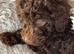 Toy Cavapoo Puppies