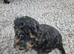 Yorkiepoo puppies