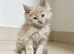 2 male mainecoon purebred kittens