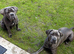 15 months female cane corso for sale &pound;300
