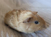 Female guinea pigs
