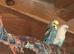 Budgies