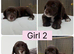 Cocker Spaniel Puppies for sale