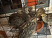 11 quails