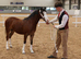Welsh C rising 3 year old