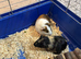 Two female Guinea pig for new home