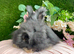 Angora babies