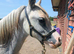 Registered A filly