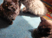 Maine Coon cross kittens