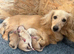 Longhaired cream miniature dachshunds