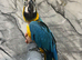 Tame Talking Blue & Gold Macaw Parrot,4