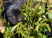 Labrador retrever puppies