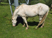 3 Year Old Cremello Gelding For Sale