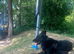 5 Years old Male black German Shepherd Loving home Needed.