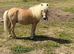 5 yr old palomino gelding