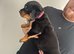 2 big Rottweiler puppies available
