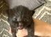 5 kittens ready now