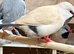 Selection of lovely finches