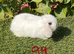 Pure bred mini lops .5 girls 3 boys .
