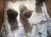 5 cute half ragdoll kittens