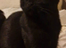 Urgent older kitten/young cats needing new homes (please read)