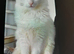 6 months old cat /kittens