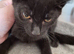Beautiful Male Kitten