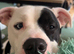 3 year old male Staffy X
