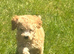 Cockapoo puppies