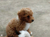 Poochoon pups