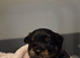 4 Beautiful Pomchi x Pups ready to reserve