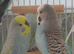 Bonded pair of young cocks