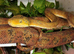 Amazon Tree Boa for sale