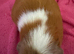 Guinea pig boar patch Tri colour