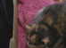 Mix breed cat