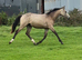 Connemara x TB 2025 Filly.