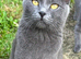 Beautiful kitten girl