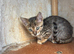 Stunning brown spot kittens- READY NOW