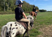 Boba - Shetland X Appaloosa Gelding