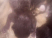 STUNNING ORIENTAL BENGAL HYBRID KITTENS 2 GIRLS 1 BOY RARE COATS BOTH PARENTS CAN BE SEEN READY DECEMBER