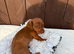 Dachshund puppies 3 Boys available