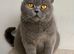 Stunning British short haired Blue Kittens