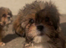 3 Gorg Imperial Babies