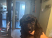 Female toy poodle