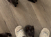 2 black female kittens available for sale