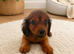 Long haired dachshunds