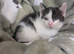 Very sweet Black and white girl RE AVAILABLE, flead/wormed/litter trained/socialised £80