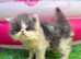 Adorable Persian kittens