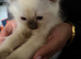 Pure ragdoll kittens