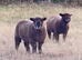 Lovely Trio of Pedigree Coloured Ryland Ewes for sale.